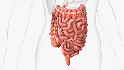 Lower GI Endoscopy (Colonoscopy)
